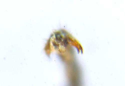 Réf. 310 536 : Nematus tulunensis