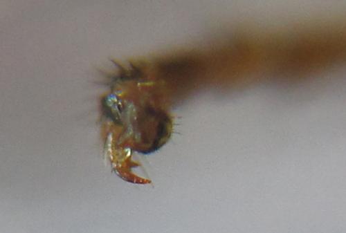 Euura gracilidentata