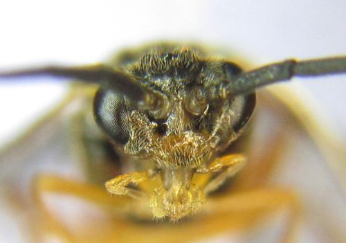 Euura gracilidentata