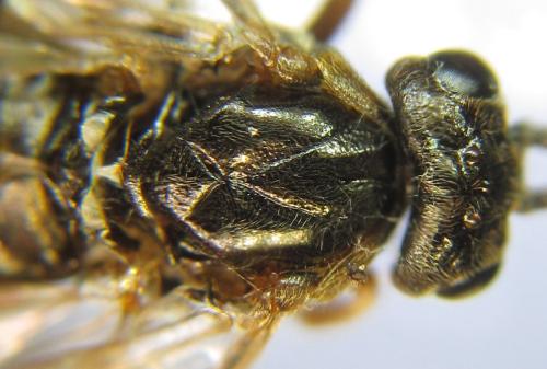 Réf. 310 537 : Nematus tulunensis