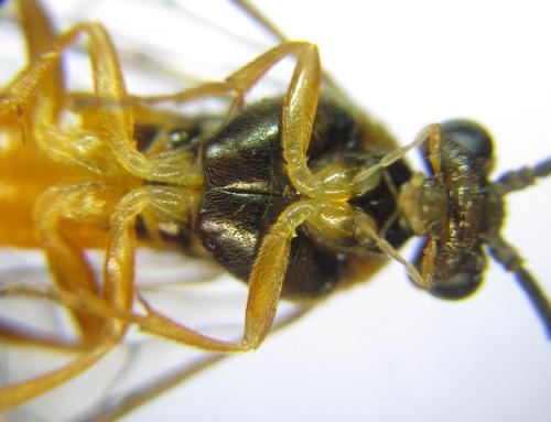 Euura gracilidentata