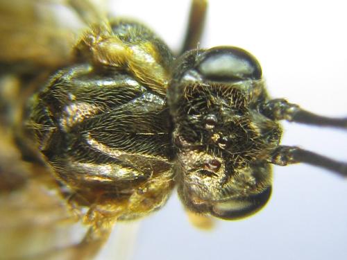 Réf. 310 538 : Nematus tulunensis