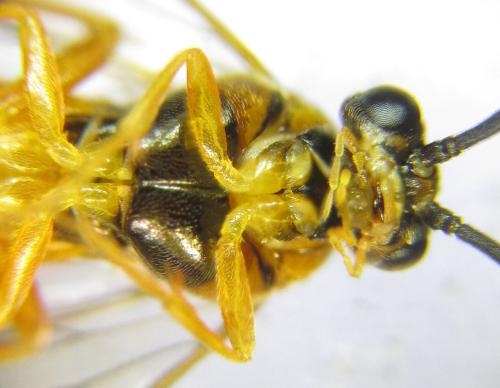 Euura gracilidentata