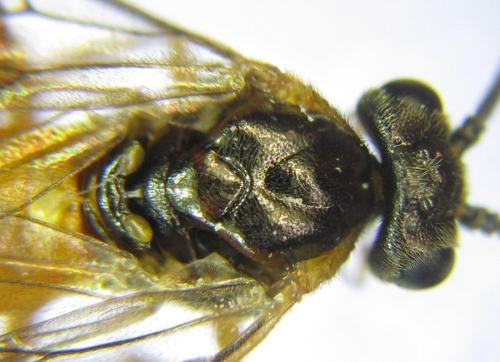 Euura gracilidentata
