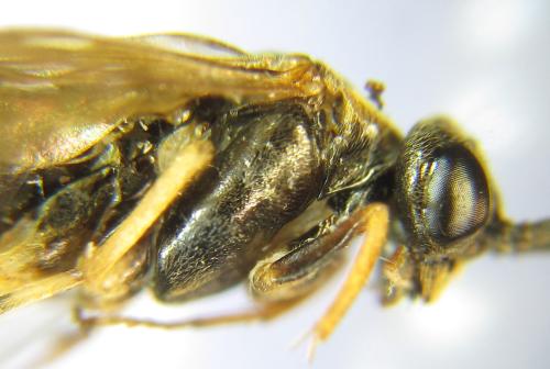 Réf. 310 539 : Nematus tulunensis