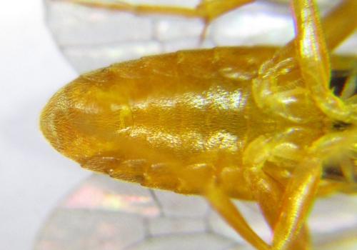 Euura gracilidentata