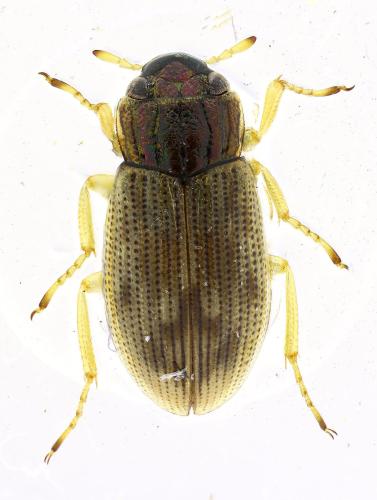 Réf. 310 449 : Helophorus dorsalis