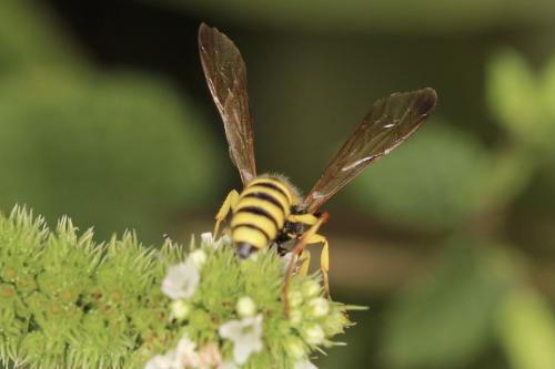 Cerceris sp.