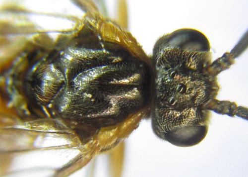 Euura gracilidentata