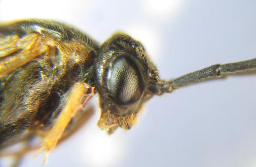 Réf. 310 540 : Nematus tulunensis