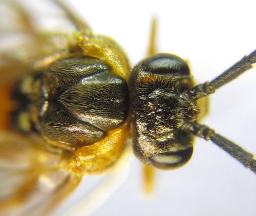 Réf. 310 505 : Euura gracilidentata