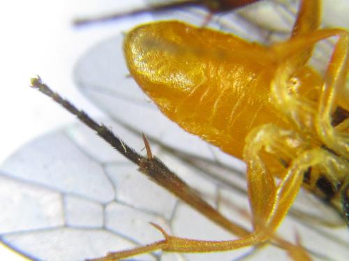 Euura gracilidentata