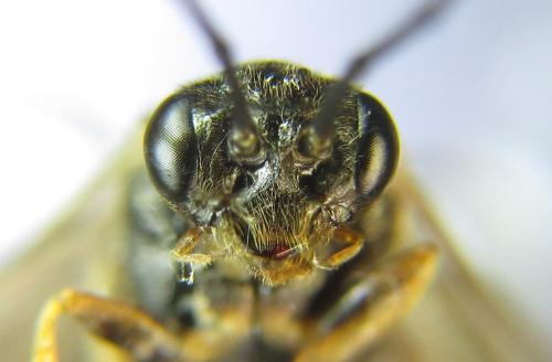 Réf. 310 541 : Nematus tulunensis