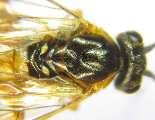Euura gracilidentata
