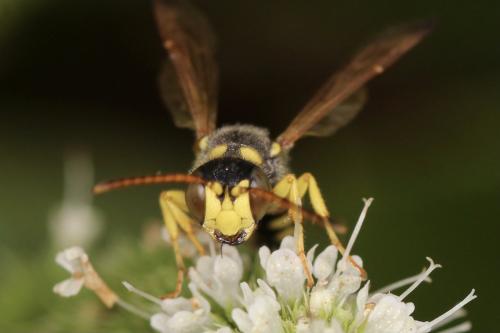 Réf. 310 608 : Cerceris sp.