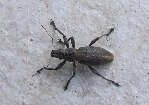 Réf. 310 467 : Brachyderes lusitanicus