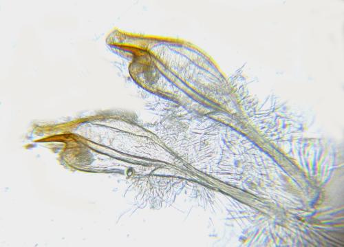 Euura gracilidentata