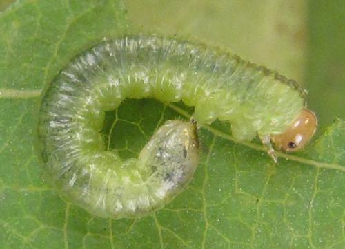 Nematus tulunensis