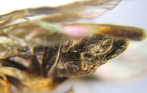 Réf. 310 542 : Nematus tulunensis