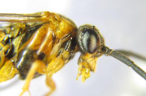 Réf. 310 507 : Euura gracilidentata