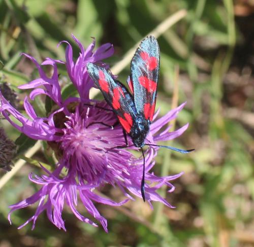 Réf. 310 752 : Zygaena filipendulae