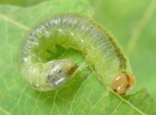 Nematus tulunensis