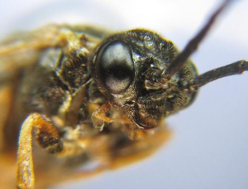 Réf. 310 543 : Nematus tulunensis
