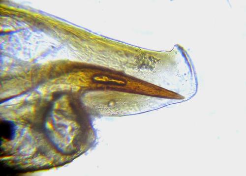 Euura gracilidentata