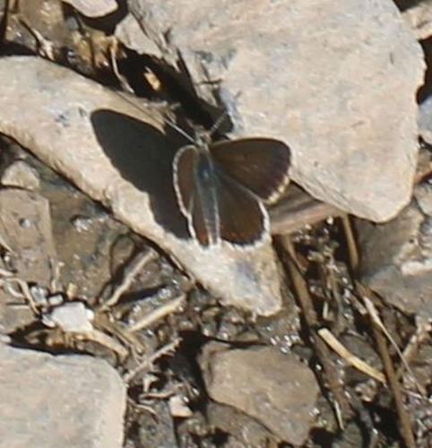 Réf. 310 845 : Aricia artaxerxes