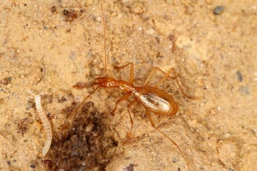 Aphaenops michaeli