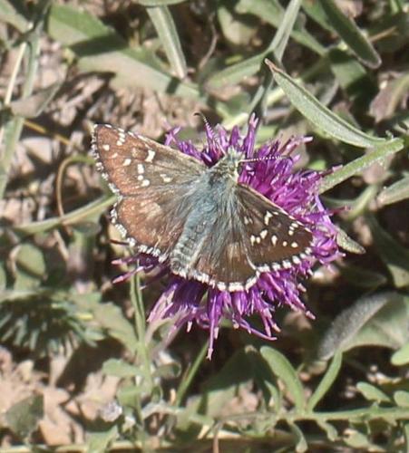 Réf. 310 811 : Pyrgus sp.