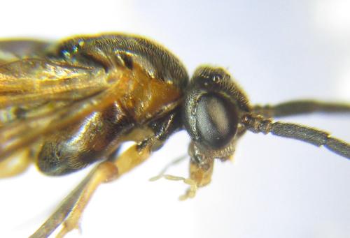 Euura gracilidentata