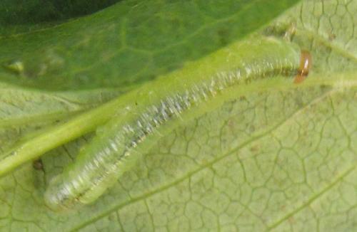 Réf. 310 531 : Nematus tulunensis