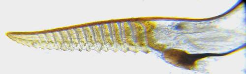 Réf. 310 544 : Nematus tulunensis