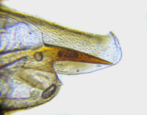 Euura gracilidentata