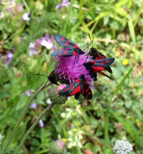 Réf. 310 111 : Zygaena sp.