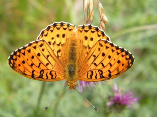 Argynnis aglaja