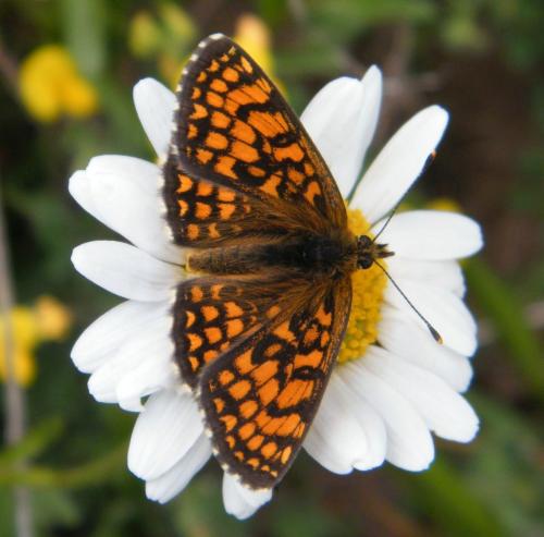 Réf. 310 050 : Melitaea sp.
