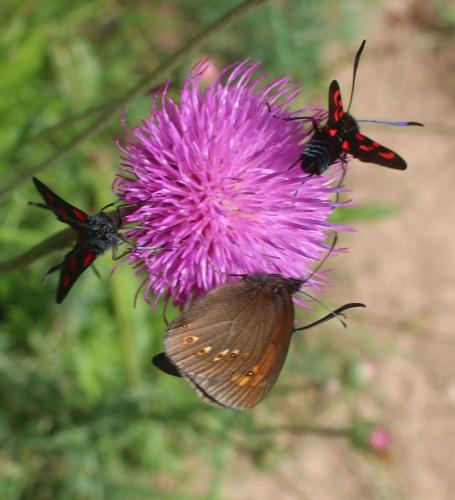 Réf. 310 009 : Erebia alberganus