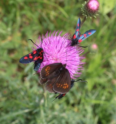 Réf. 310 008 : Erebia alberganus