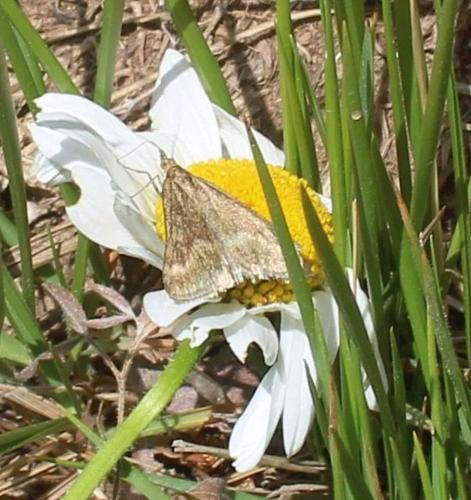 Réf. 310 052 : Pyrausta aerealis