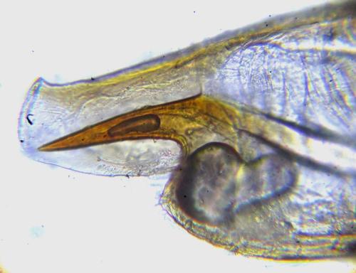 Euura gracilidentata