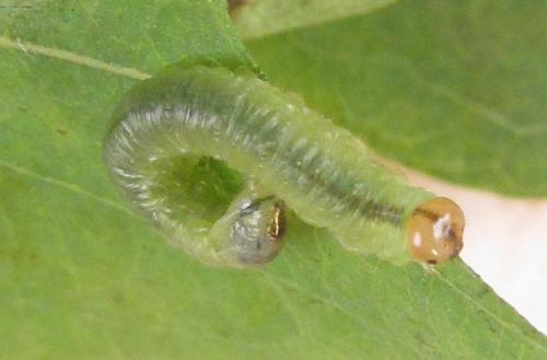 Réf. 310 532 : Nematus tulunensis
