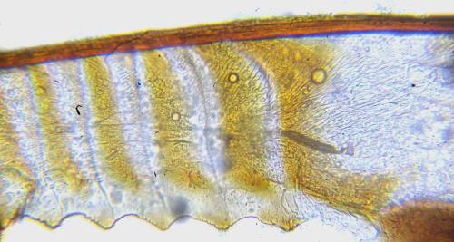 Nematus tulunensis