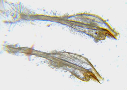 Euura gracilidentata