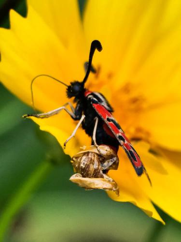 Zygaena fausta