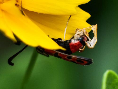 Zygaena fausta