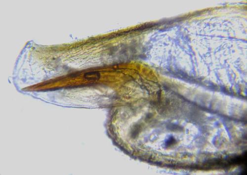 Euura gracilidentata