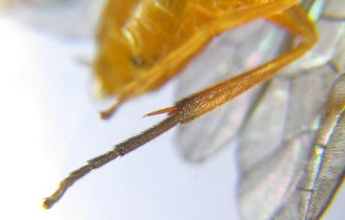 Euura gracilidentata
