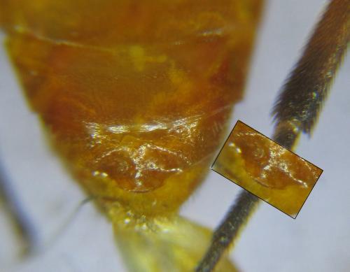 Euura gracilidentata